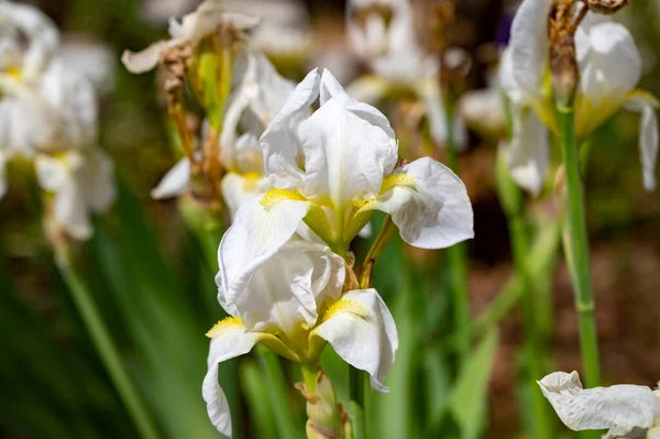Grande Fleur Iris Blanc Fleur Printemps Provence France — Photo