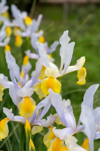 Grote Water Witte Iris Bloem Bloei Lente Provence Frankrijk — Stockfoto