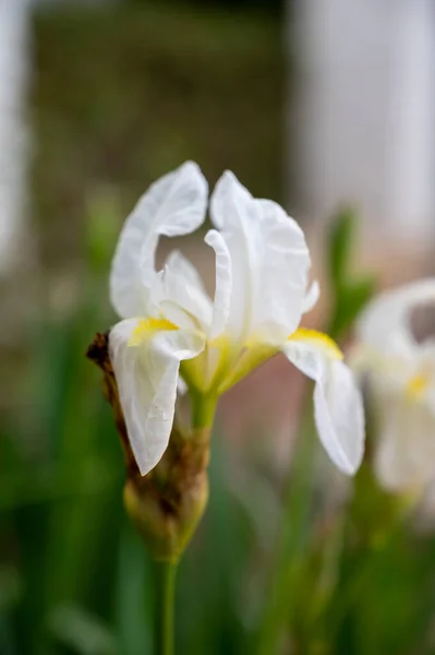 Grande Fleur Iris Blanc Fleur Printemps Provence France — Photo