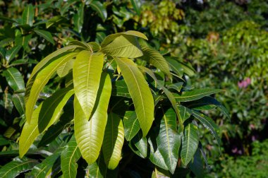 İspanya, La Palma 'daki Kanarya adalarında egzotik mango meyveleri yetiştiriliyor. Olgun mango meyveleri ağaçlarda asılı olan tarlalar..