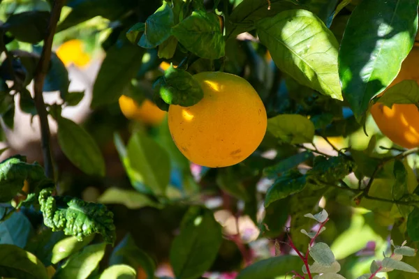 Orange Trees Many Ripe Sweet Oranges Fruits Ready Harvest — ストック写真