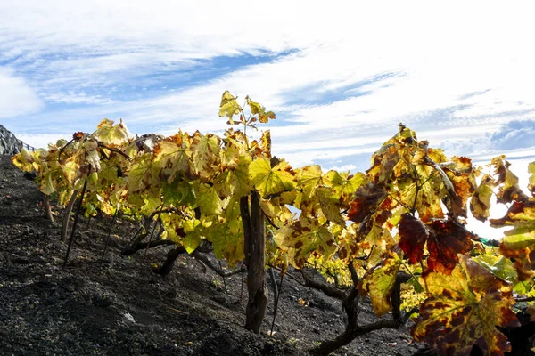 Färgglada Vingårdar Vintern Ligger Bergssluttningen Svart Vulkanisk Lava Jord Vinframställning — Stockfoto