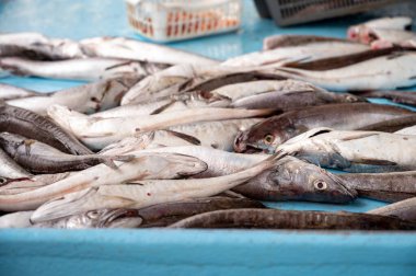 Marsilya, Provence, Fransa 'daki günlük balık pazarında günün avı. Çeşit çeşit taze balık..