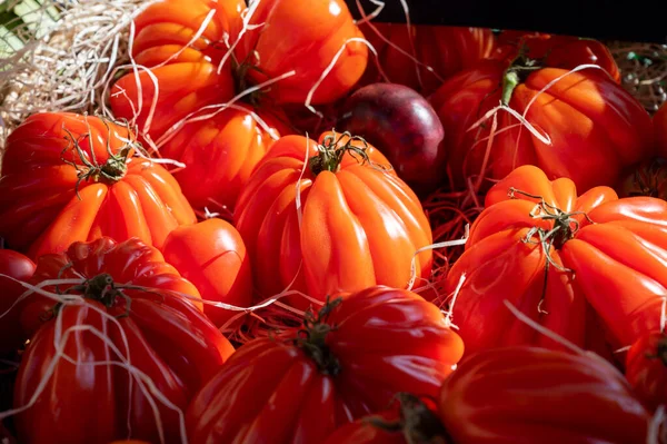 Colorful French Ripe Tasty Tomatoes Assortment Provencal Market Cassis Provence — Fotografia de Stock