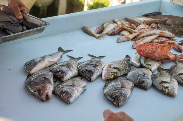 Catch Day Fresh Fish Sale Daily Outdoor Fisherman Market Small — Stock Photo, Image