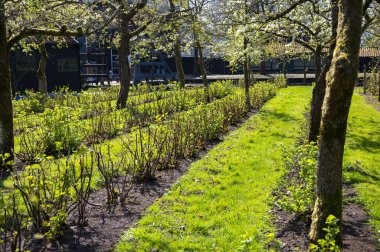Bahar, armut ağacından beyaz çiçek, güneşli bir günde Hollanda, Betuwe 'de meyve ağaçları olan bahçe.