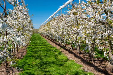 Bahar çiçekleri tatlı kiraz ağaçları, Betuwe, Hollanda 'da meyve bahçeleri güneşli bir günde