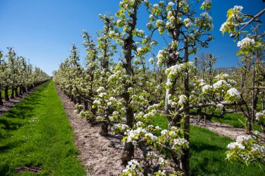 Armut ağacından bahar beyaz çiçekleri, güneşli bir günde Hollanda, Betuwe 'de meyve bahçeleri.