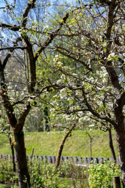 Bahar, armut ağacından beyaz çiçek, güneşli bir günde Hollanda, Betuwe 'de meyve ağaçları olan bahçe.