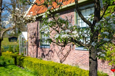 Bahar, armut ağacından beyaz çiçek, güneşli bir günde Hollanda, Betuwe 'de meyve ağaçları olan bahçe.