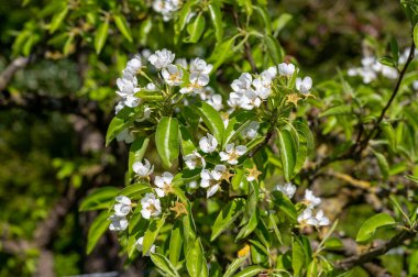 Armut ağacından bahar beyaz çiçekleri, güneşli bir günde Hollanda, Betuwe 'de meyve bahçeleri.