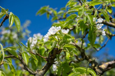 Armut ağacından bahar beyaz çiçekleri, güneşli bir günde Hollanda, Betuwe 'de meyve bahçeleri.