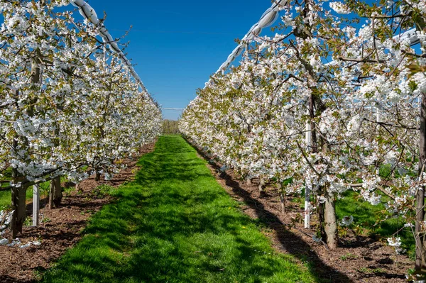 Bahar çiçekleri tatlı kiraz ağaçları, Betuwe, Hollanda 'da meyve bahçeleri güneşli bir günde