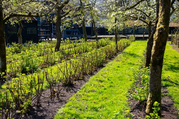 Bahar, armut ağacından beyaz çiçek, güneşli bir günde Hollanda, Betuwe 'de meyve ağaçları olan bahçe.