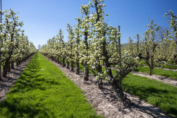 Armut ağacından bahar beyaz çiçekleri, güneşli bir günde Hollanda, Betuwe 'de meyve bahçeleri.