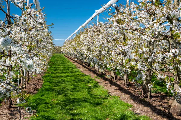 Bahar çiçekleri tatlı kiraz ağaçları, Betuwe, Hollanda 'da meyve bahçeleri güneşli bir günde
