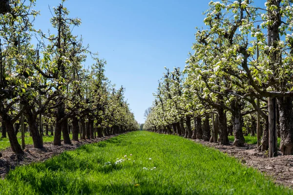 Armut ağacından bahar beyaz çiçekleri, güneşli bir günde Hollanda, Betuwe 'de meyve bahçeleri.