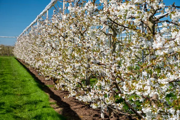 Bahar çiçekleri tatlı kiraz ağaçları, Betuwe, Hollanda 'da meyve bahçeleri güneşli bir günde