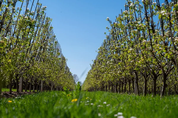 Armut ağacından bahar beyaz çiçekleri, güneşli bir günde Hollanda, Betuwe 'de meyve bahçeleri.