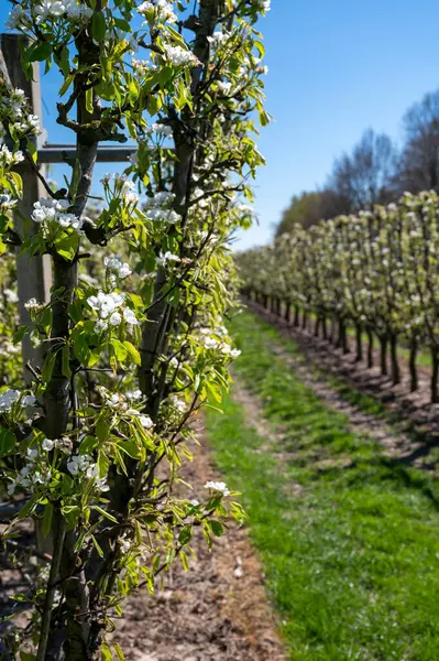 Armut ağacından bahar beyaz çiçekleri, güneşli bir günde Hollanda, Betuwe 'de meyve bahçeleri.