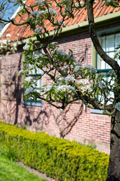 Ανοιξιάτικο Λευκό Άνθος Αχλαδιάς Κήπος Οπωροφόρα Δέντρα Στο Betuwe Της — Φωτογραφία Αρχείου