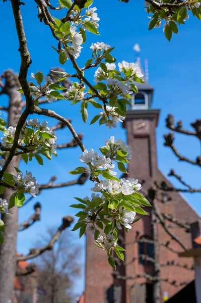 Весняний Білий Цвіт Груші Сад Фруктовими Деревами Бетуве Нідерланди Сонячний — стокове фото