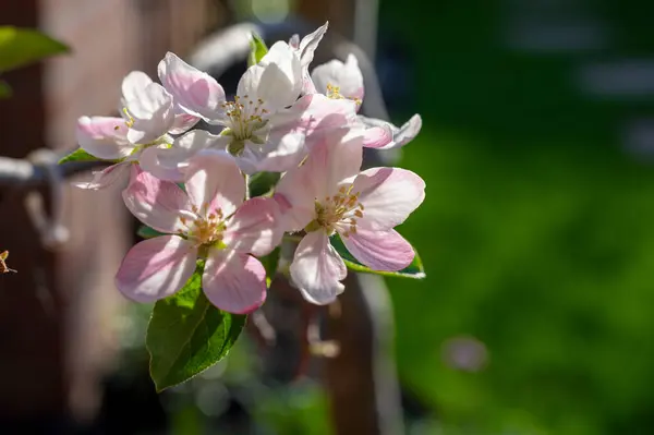 Spring Blossom Apple Tree Orchards Pink Apple Fruit Flowers Close — ストック写真