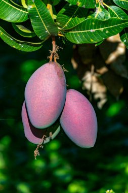 İspanya 'daki Kanarya Adaları' nda egzotik mango meyveleri yetiştiriyorum. Ağaçta asılı duran olgun mango meyveleri..
