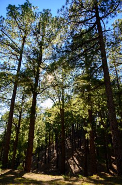 2021 'de güneşli bir günde Cumbre vieja volkanı patlamasından önce La Palma adasında en yüksek dağ olan Roque de los muchachos' a gitmek, İspanya 'nın Kanarya Adaları.