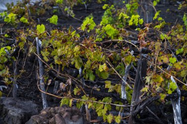 Kışın dağlık yamaçlarda bulunan renkli üzüm bağları siyah volkanik lav toprağı, La Palma adasında şarap yapımı, Kanarya adaları, İspanya