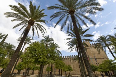 Cordoba ve parmesan ağaçlarının eski kısımlarında yürüyorum, Endülüs, İspanya