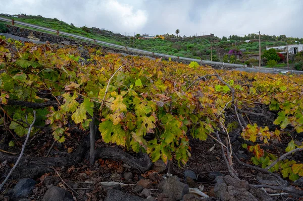 Kleurrijke Wijngaarden Winter Gelegen Berghelling Zwarte Vulkanische Lava Bodem Wijn — Stockfoto