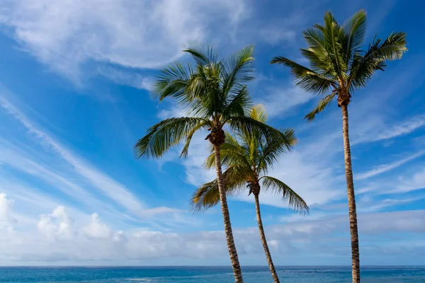 Palm trees on La Palma island before Cumbre vieja volcano eruption in 2021, in sunny day, Canary islands, Spain