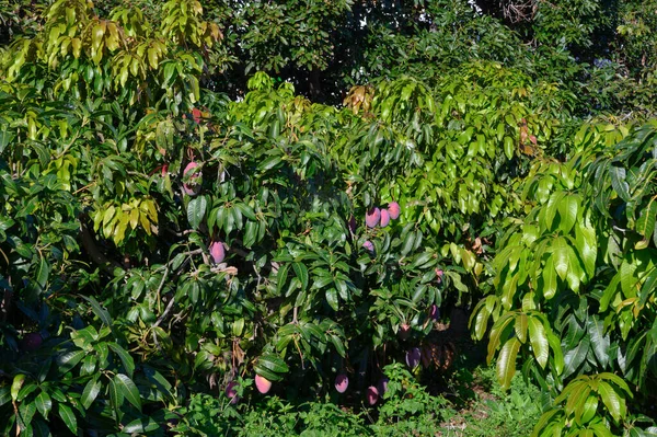 Cultivation of exotic sweet mango fruits on Canary islands, La Palma, Spain. Plantation with ripe mango fruits hanging on trees.