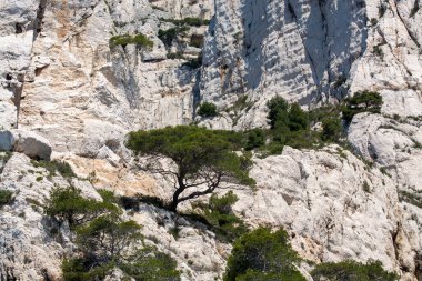 Calanques Ulusal Parkı, Provence, Fransa 'da Akdeniz çam ağaçları beyaz kireçtaşı kayalar ve uçurumlar üzerinde büyüyor
