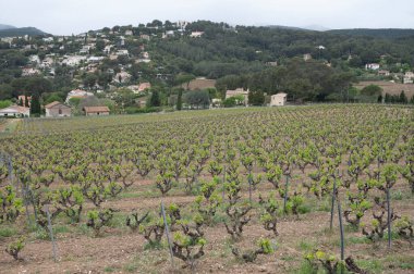İlkbaharda Cassis yakınlarında Cotes de Provence üzüm bağları, Güney Fransa 'da şarap üretimi
