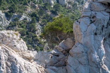 Calanques Ulusal Parkı, Provence, Fransa 'da Akdeniz çam ağaçları beyaz kireçtaşı kayalar ve uçurumlar üzerinde büyüyor