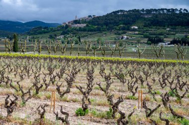 Baharda Cotes de Provence üzüm bağlarında eski üzüm gövdeleri Le Castellet köyü yakınlarında Bandol şarap bölgesi, Fransa 'nın güneyinde şarap üretimi