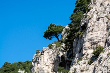 Calanques Ulusal Parkı, Provence, Fransa 'da Akdeniz çam ağaçları beyaz kireçtaşı kayalar ve uçurumlar üzerinde büyüyor