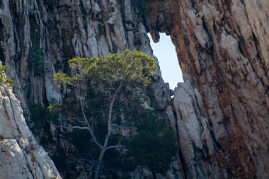 Calanques Ulusal Parkı, Provence, Fransa 'da Akdeniz çam ağaçları beyaz kireçtaşı kayalar ve uçurumlar üzerinde büyüyor