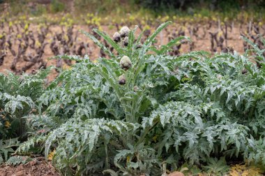 Bahçede yetişen enginar, yeşil ve mor çiçekli başlıklar hasat için hazır.