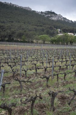 İlkbaharda Cassis yakınlarında Cotes de Provence üzüm bağları, Güney Fransa 'da şarap üretimi