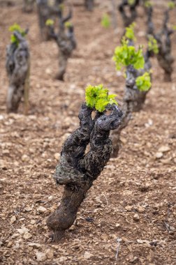 İlkbaharda Cotes de Provence üzüm bağları, Le Castellet köyü yakınlarında Bandol şarap bölgesi, Fransa 'nın güneyinde şarap üretimi