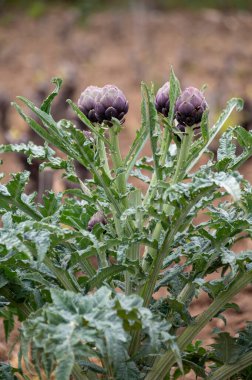 Bahçede yetişen enginar, yeşil ve mor çiçekli başlıklar hasat için hazır.