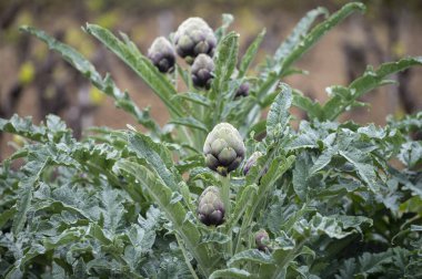 Bahçede yetişen enginar, yeşil ve mor çiçekli başlıklar hasat için hazır.