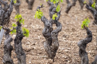 Baharda Cotes de Provence üzüm bağlarında eski üzüm gövdeleri Le Castellet köyü yakınlarında Bandol şarap bölgesi, Fransa 'nın güneyinde şarap üretimi