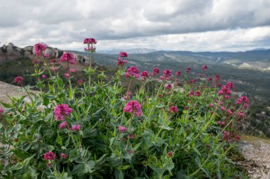 İlkbahar Provence 'de, Fransa' nın Marsilya yakınlarındaki Calanques doğal parkında yabani çiçeklerin çiçek açması.