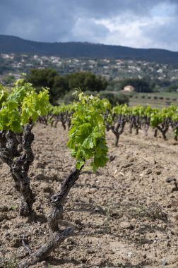 Grape trunks on green vineyards of Cotes de Provence in spring, Bandol wine region near Le Castellet village, wine making in South of France