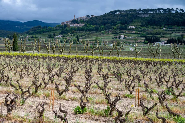 Old Grape Trunks Vineyards Cotes Provence Spring Bandol Wine Region — Foto de Stock