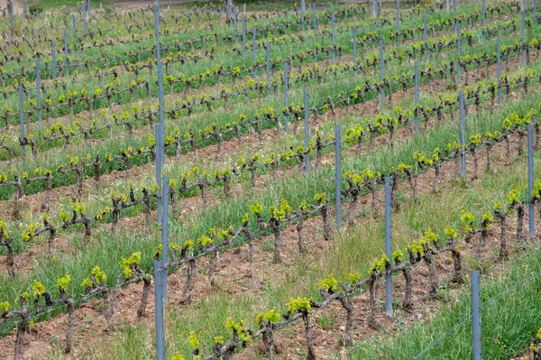 Vineyards Cotes Provence Spring Bandol Wine Region Castellet Village Wine — Photo